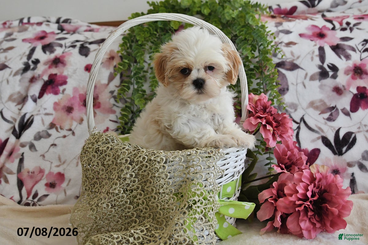 Shih Tzu dogs Stuey - Ad 1