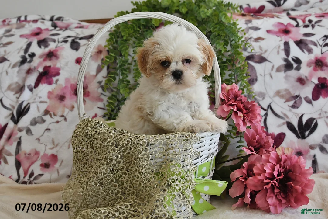 Shih Tzu dogs for sale: Stuey - Ad 1