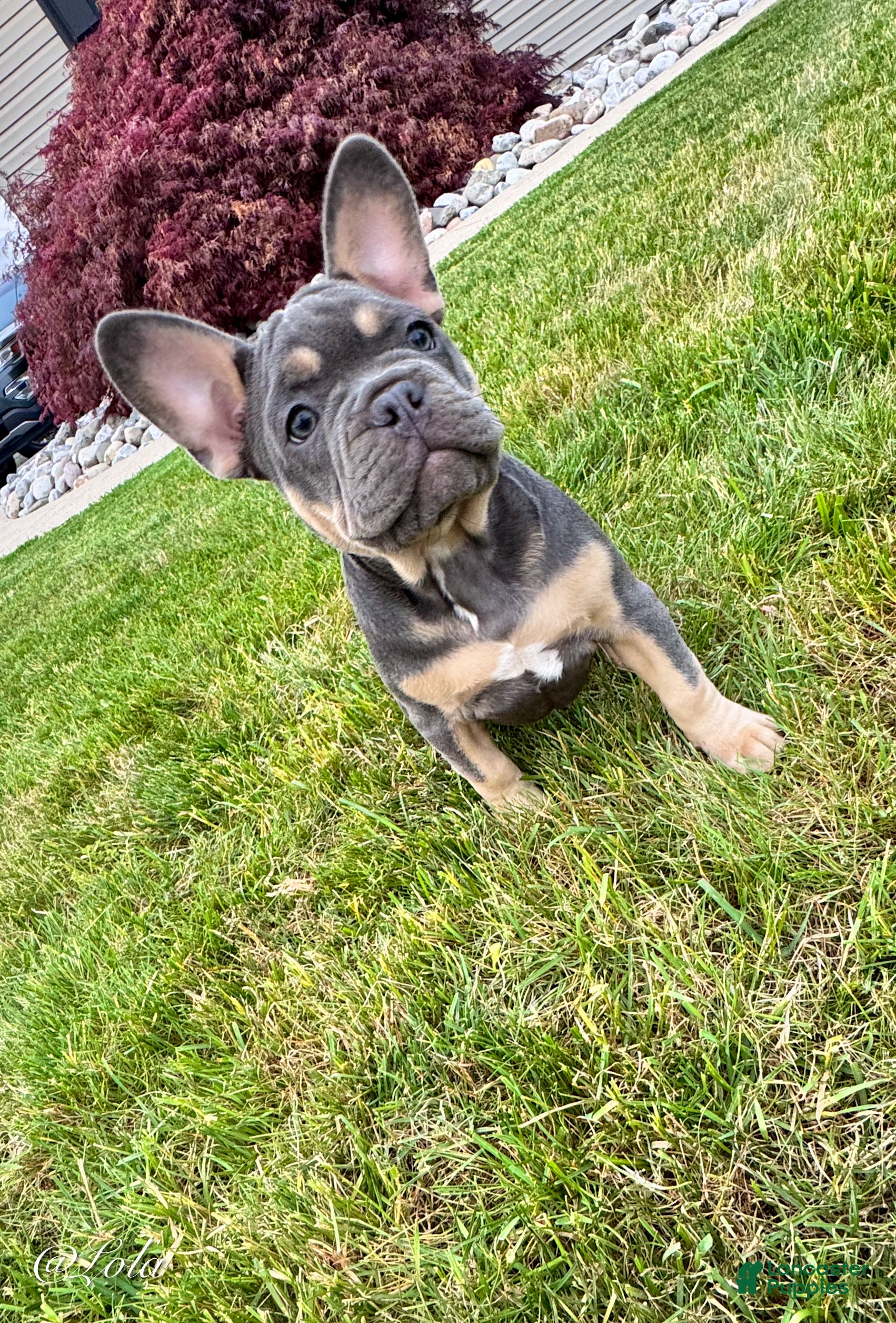 French Bulldog dogs Lola - Ad 2
