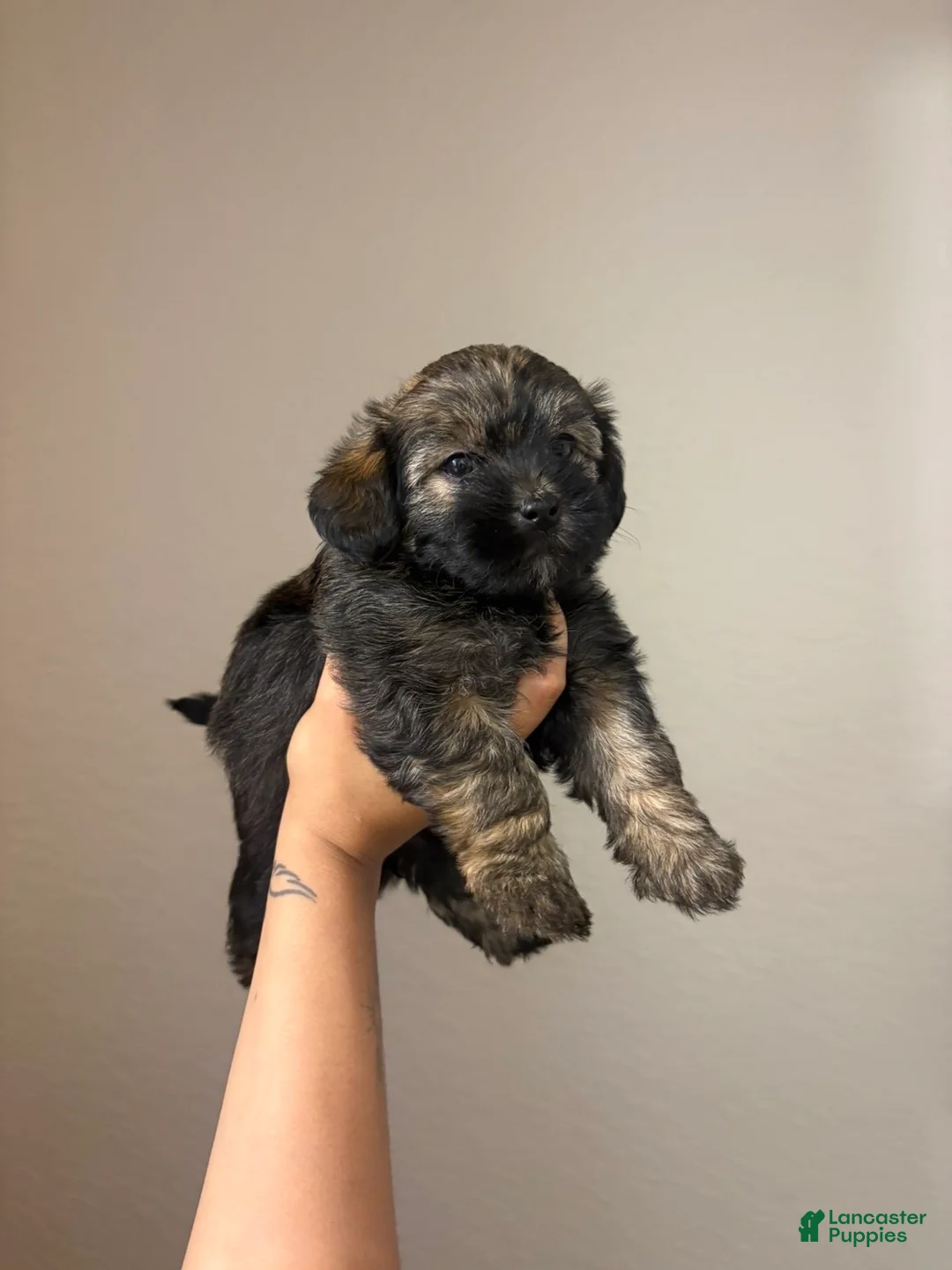 Yorkiepoo dogs for sale: Daisy  - Ad 2