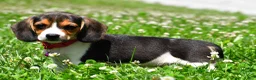 Beagle dogs for sale: Violet - Ad 2