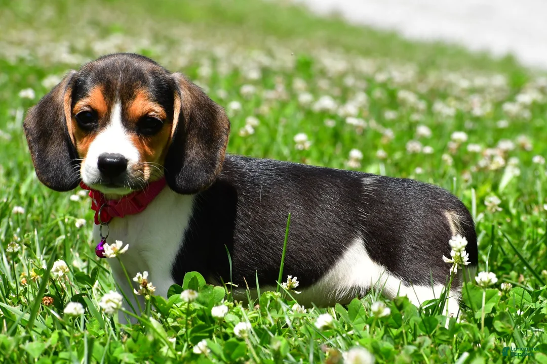 Beagle dogs for sale: Violet - Ad 2