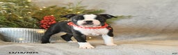 Boston Terrier dogs for sale: Stella - Ad 1