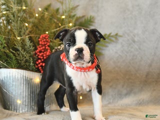 Boston Terrier dogs Stella - Ad 6