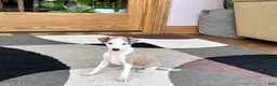 Italian Greyhound dogs for sale: Donnie  - Ad 5