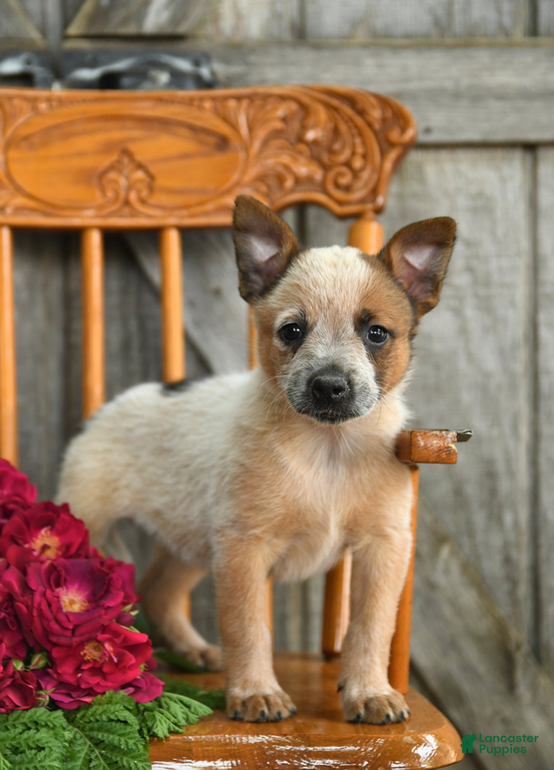 Gallery Image {{count}}