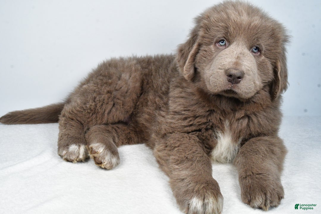 Newfoundland dogs for sale: Bingo - Ad 7