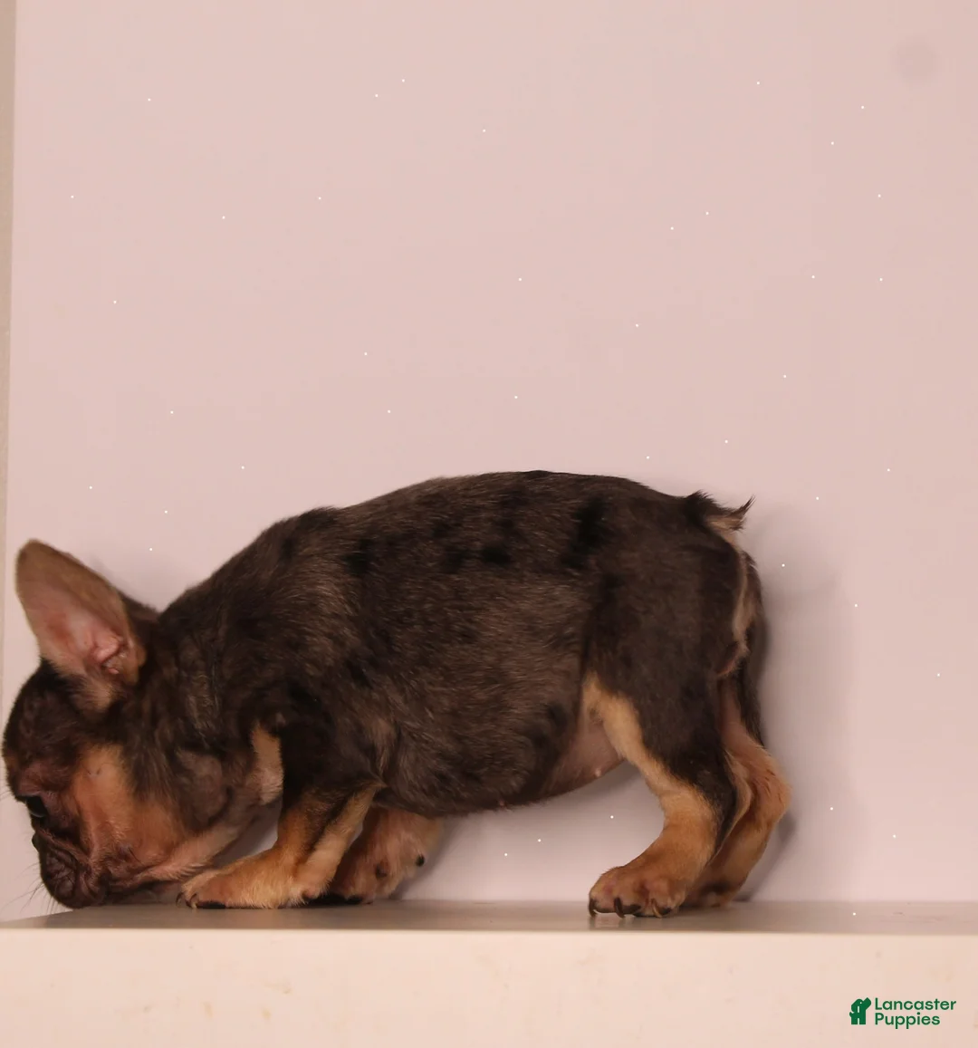 French Bulldog dogs for sale: Barbie  - Ad 2