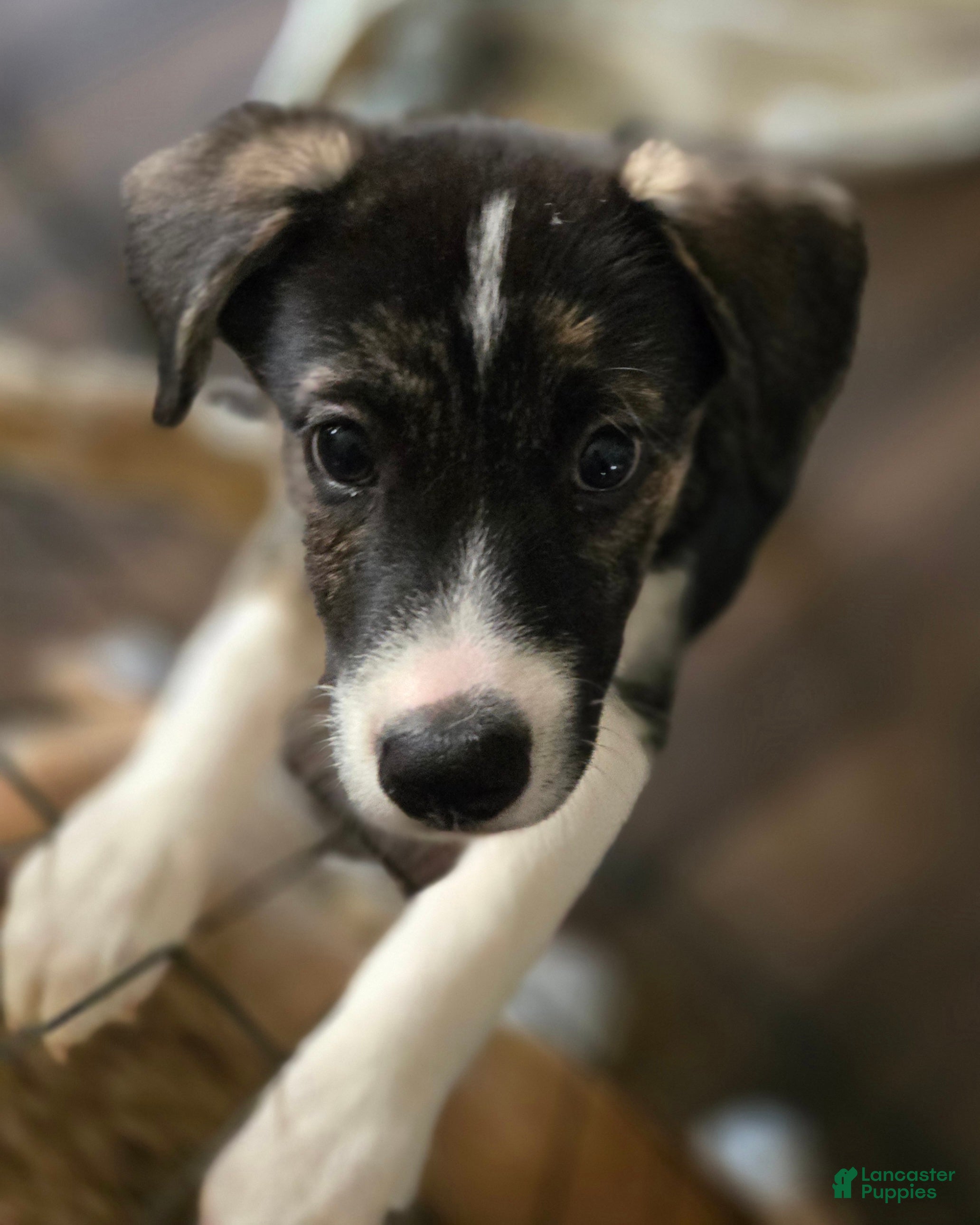 Mixed Breed dogs PRISCILLA - Ad 2