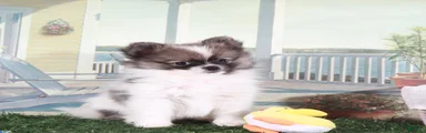 Frankie-Happy Little Pomeranian Puppy