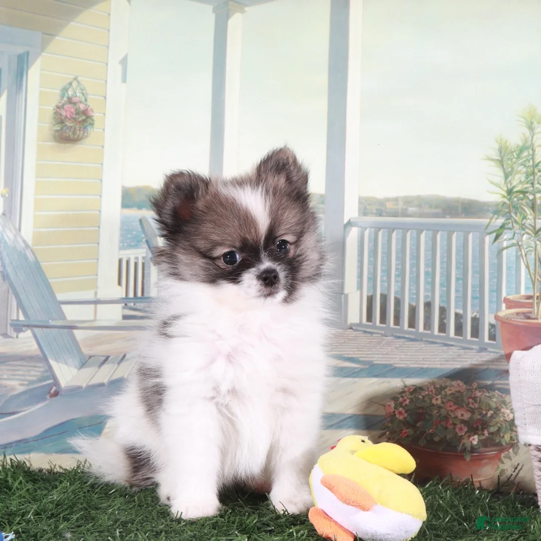 Pomeranian dogs for sale: Frankie-Happy Little Pomeranian Puppy - Ad 1