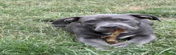 American Bully dogs for sale: Buttercup - Ad 3