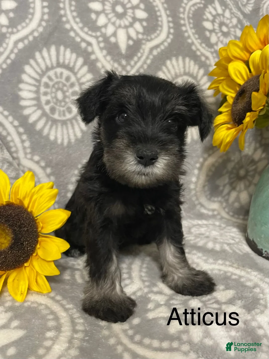 Miniature Schnauzer dogs for sale: Miniature Schnauzer 1 - Ad 9