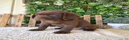 Labrador Retriever dogs for sale: Ranger - Ad 3