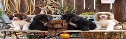 Newfoundland dogs for sale: Grizzly - Ad 2