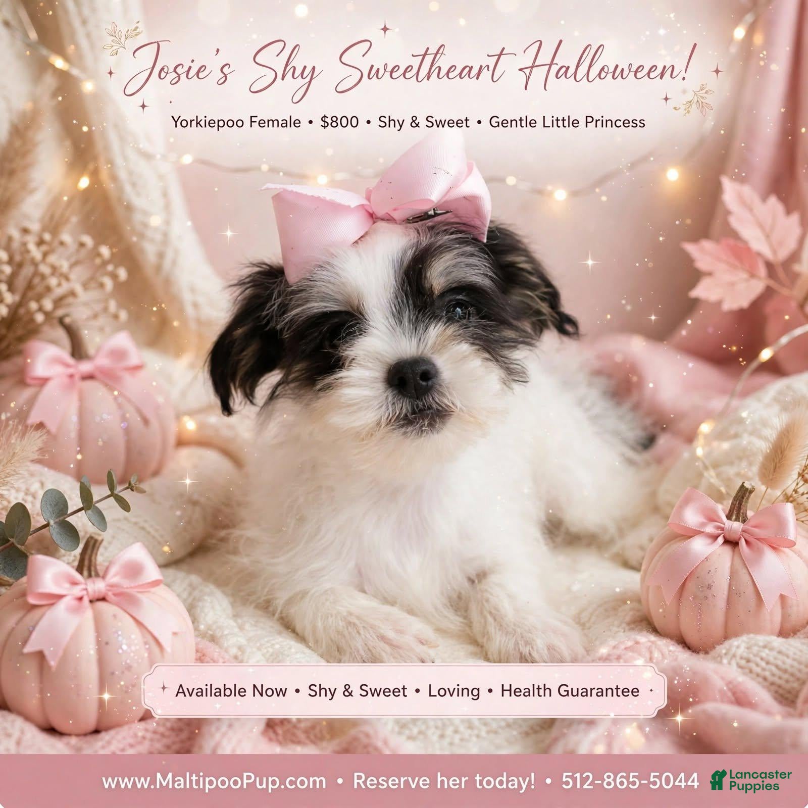Yorkiepoo dogs Josie - Ad 7