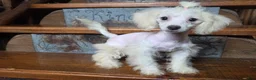 Bichpoo dogs for sale: Lily - Ad 4