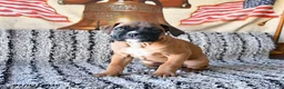 Boxer dogs for sale: Bandit - Ad 3