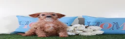 Mini Goldendoodle dogs for sale: Goldie-Light Red Pretty Female Mini Goldendoodle Puppy - Ad 4