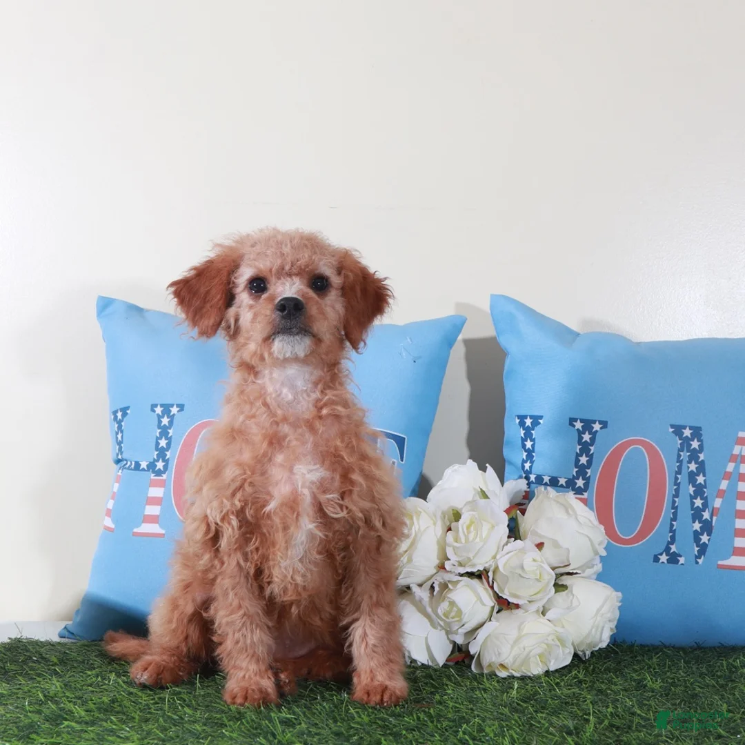 Mini Goldendoodle dogs for sale: Goldie-Light Red Pretty Female Mini Goldendoodle Puppy - Ad 4
