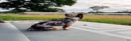 French Bulldog dogs for sale: Smokey Joe - Ad 5