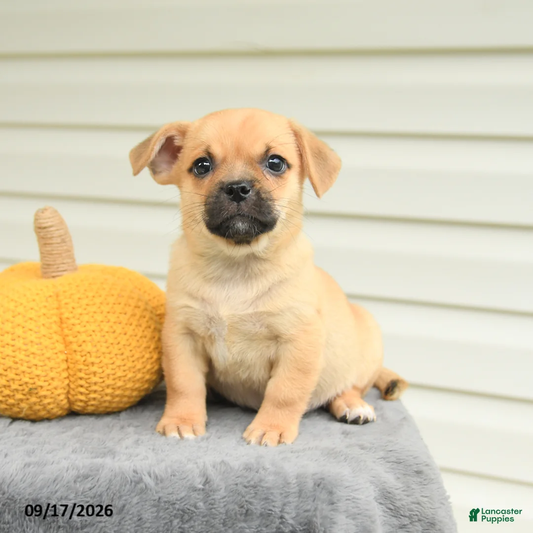 Mixed Breed dogs for sale: Scott - Ad 3