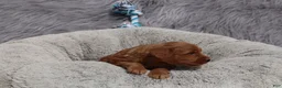 Mini Goldendoodle dogs for sale: Mason 💙 GenClearParents - Ad 13