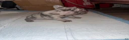 French Bulldog dogs for sale: French Bulldog 3 - Ad 8