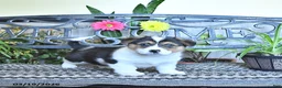 Welsh Corgi Pembroke dogs for sale: Samantha - Ad 3