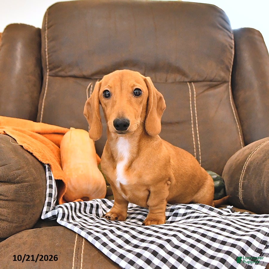 Miniature Dachshund dogs Hunter - Ad 2