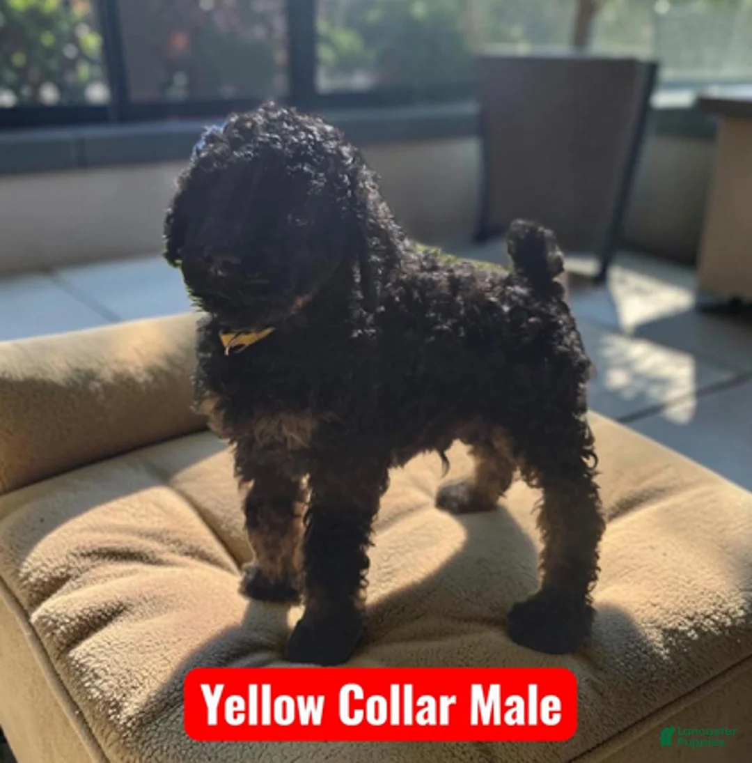 Standard Poodle dogs for sale: Yellow collar PHANTOM boy - Ad 1