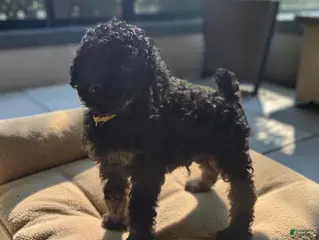 Standard Poodle dogs for sale: Yellow collar PHANTOM boy - Ad 2