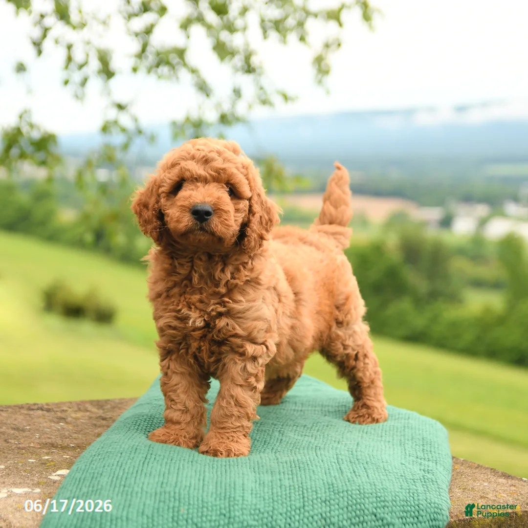 Mini Goldendoodle dogs for sale: Atley - Ad 1