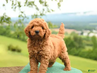 Mini Goldendoodle dogs for sale: Atley - Ad 4