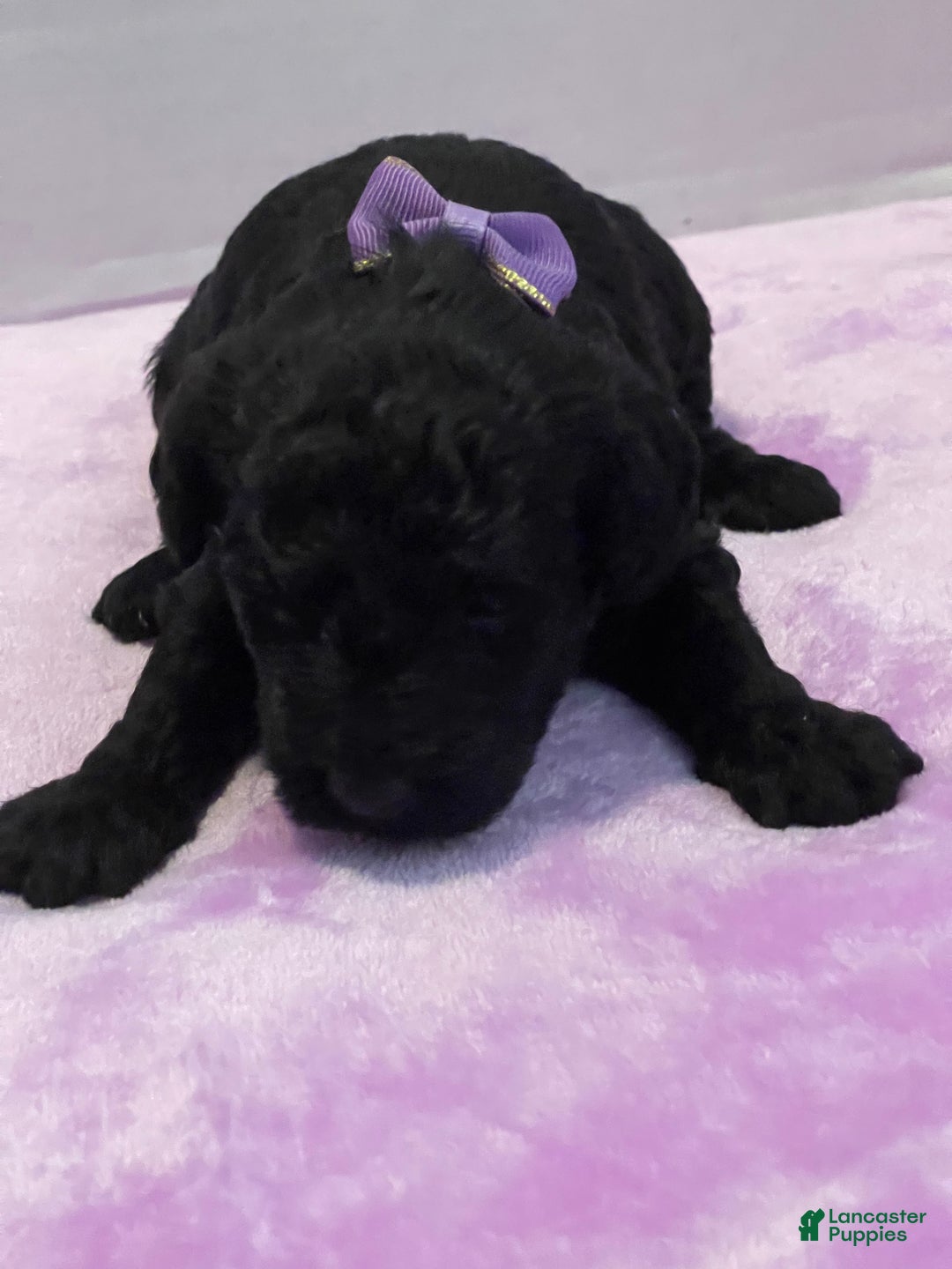 Goldendoodle dogs for sale: Goldendoodle Puppy 3 - Ad 3