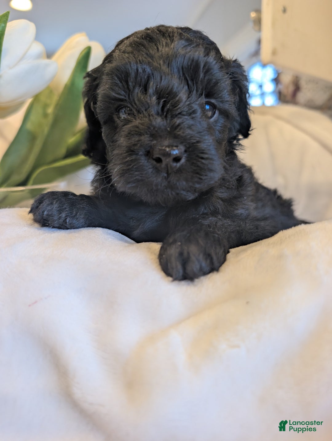 Cavapoo dogs for sale: Teddy Bo - Ad 3