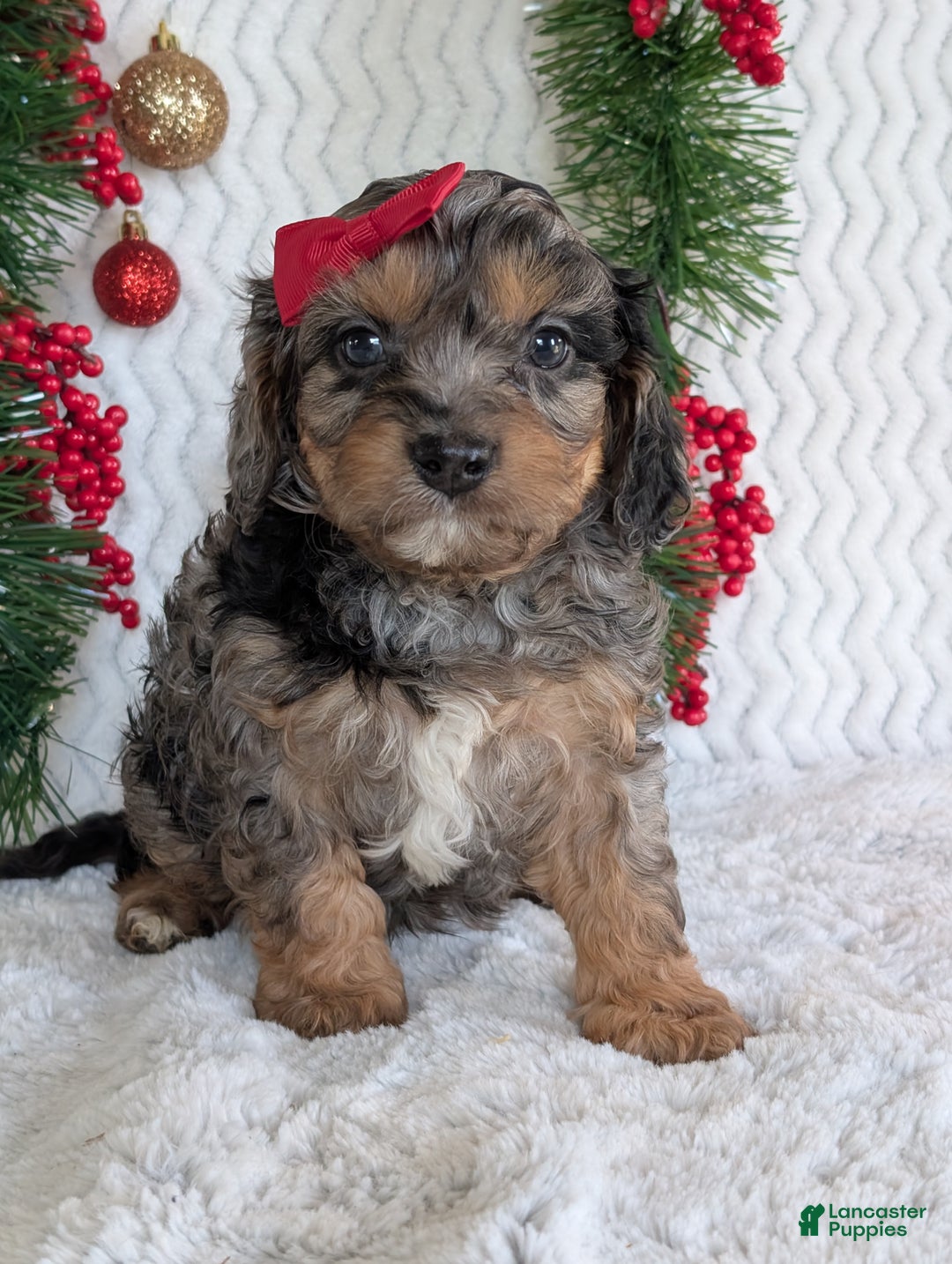 Cavapoo dogs for sale: Bluey - Ad 15