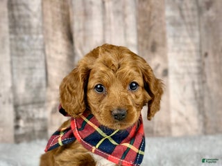 Cavapoo dogs Girl Millie - 4939 - Ad 20