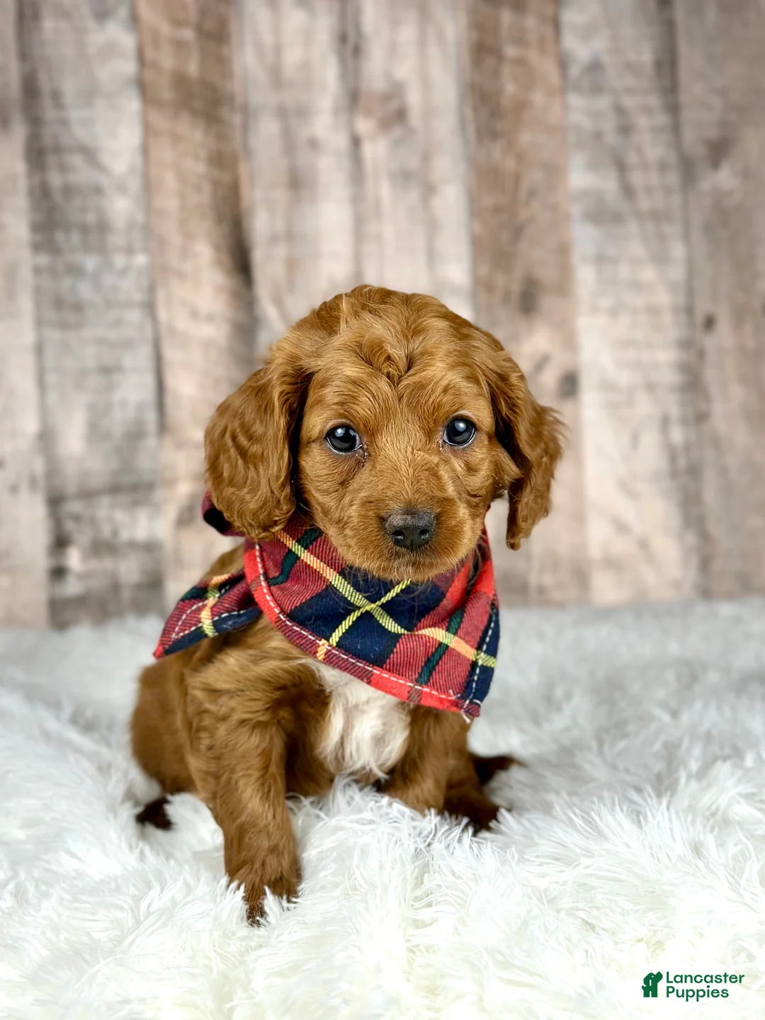 Cavapoo dogs for sale: Girl Dakota - 4939 - Ad 4