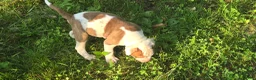 American Bulldog dogs for sale: American Bulldog chomp - Ad 2