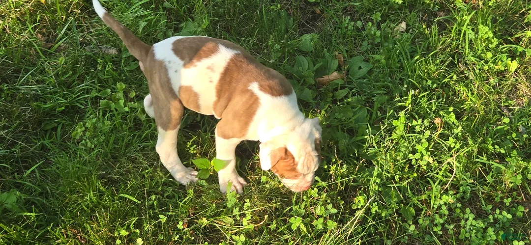 American Bulldog dogs for sale: American Bulldog chomp - Ad 2