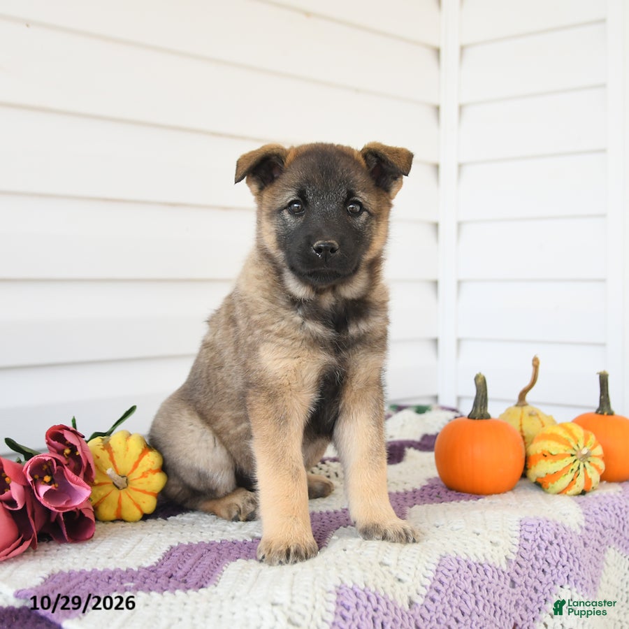 Mixed Breed dogs for sale: Amelia - Ad 1