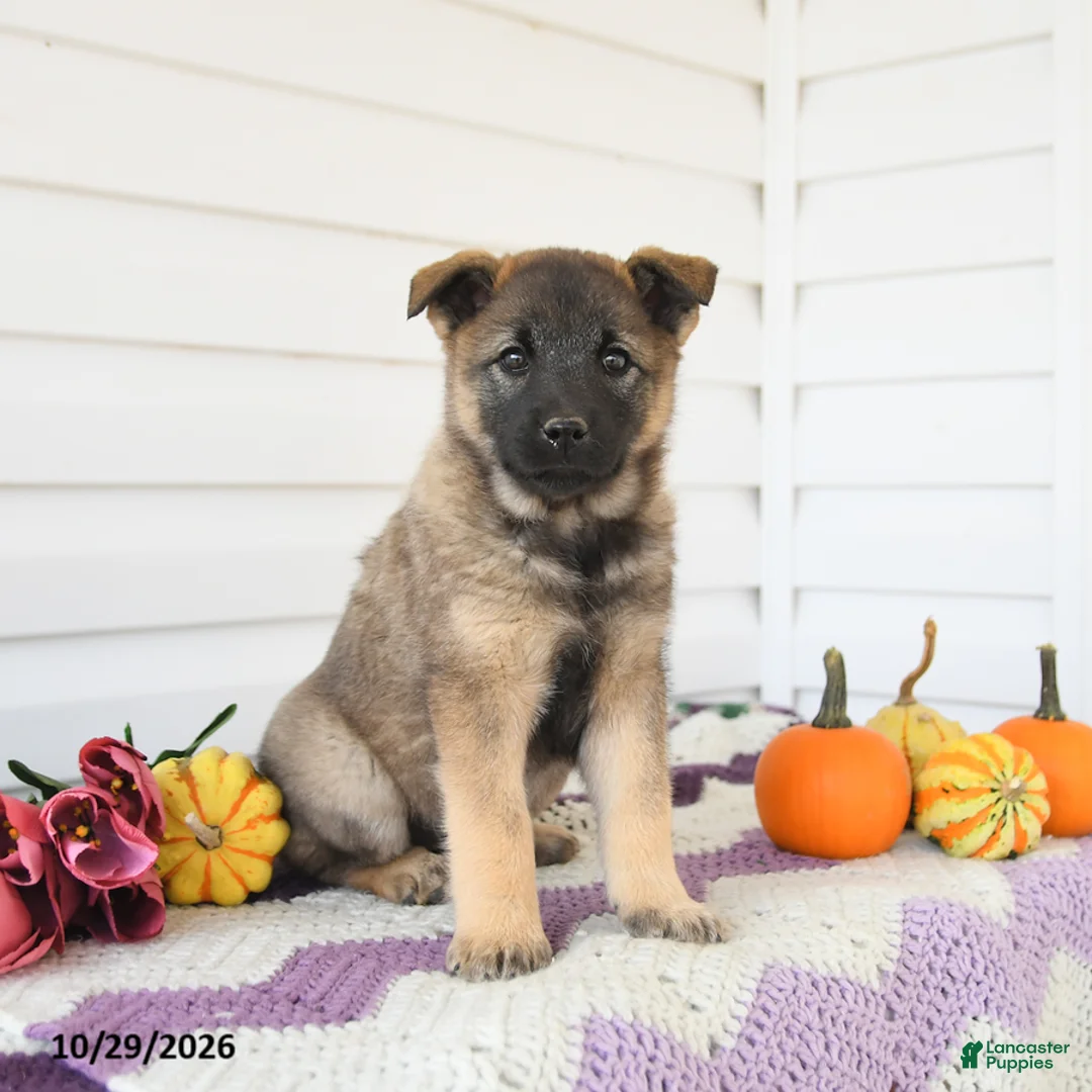 Mixed Breed dogs for sale: Amelia - Ad 1