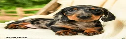 Miniature Dachshund dogs for sale: Dennis - Ad 3