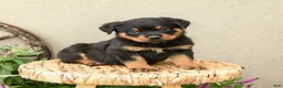 Rottweiler dogs for sale: Remi  - Ad 4