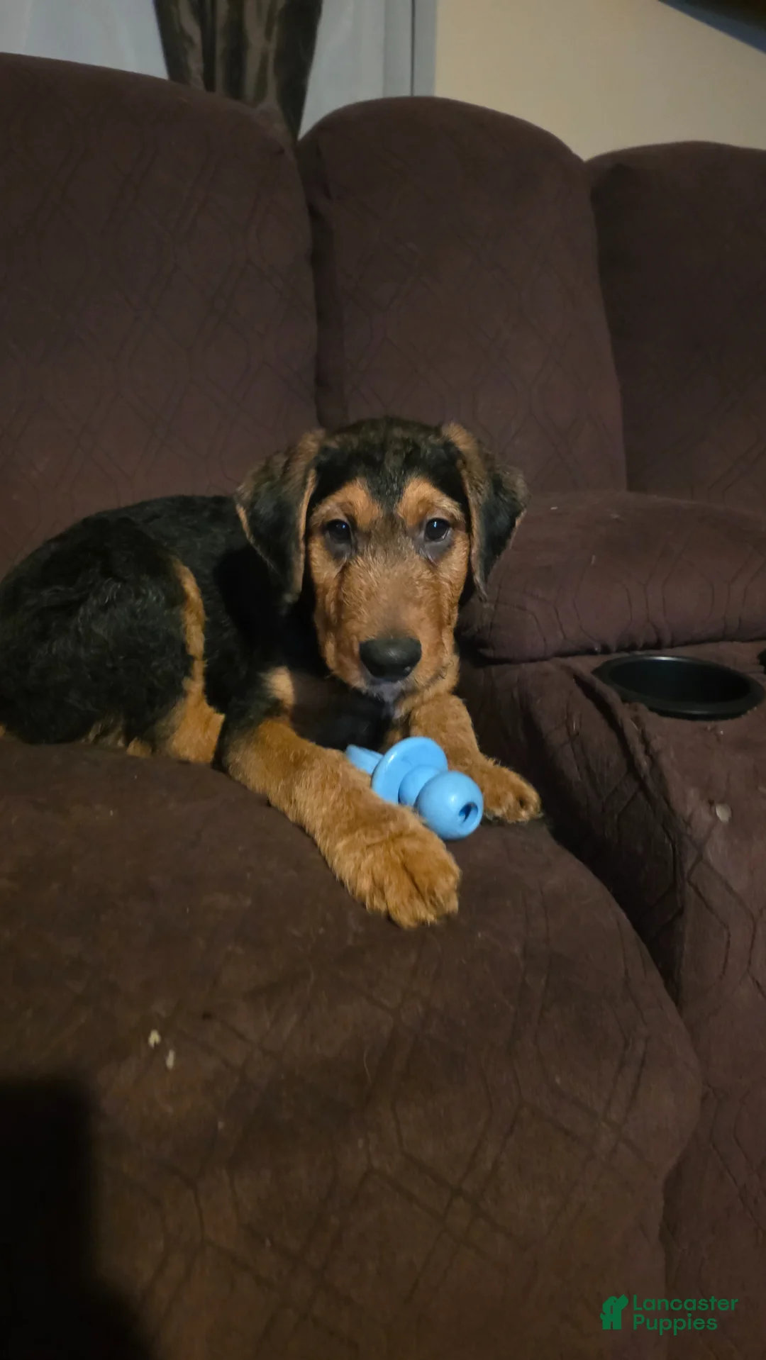 Mixed Breed dogs for sale: Rolo - Ad 1