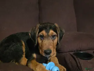 Mixed Breed dogs Rolo - Ad 32