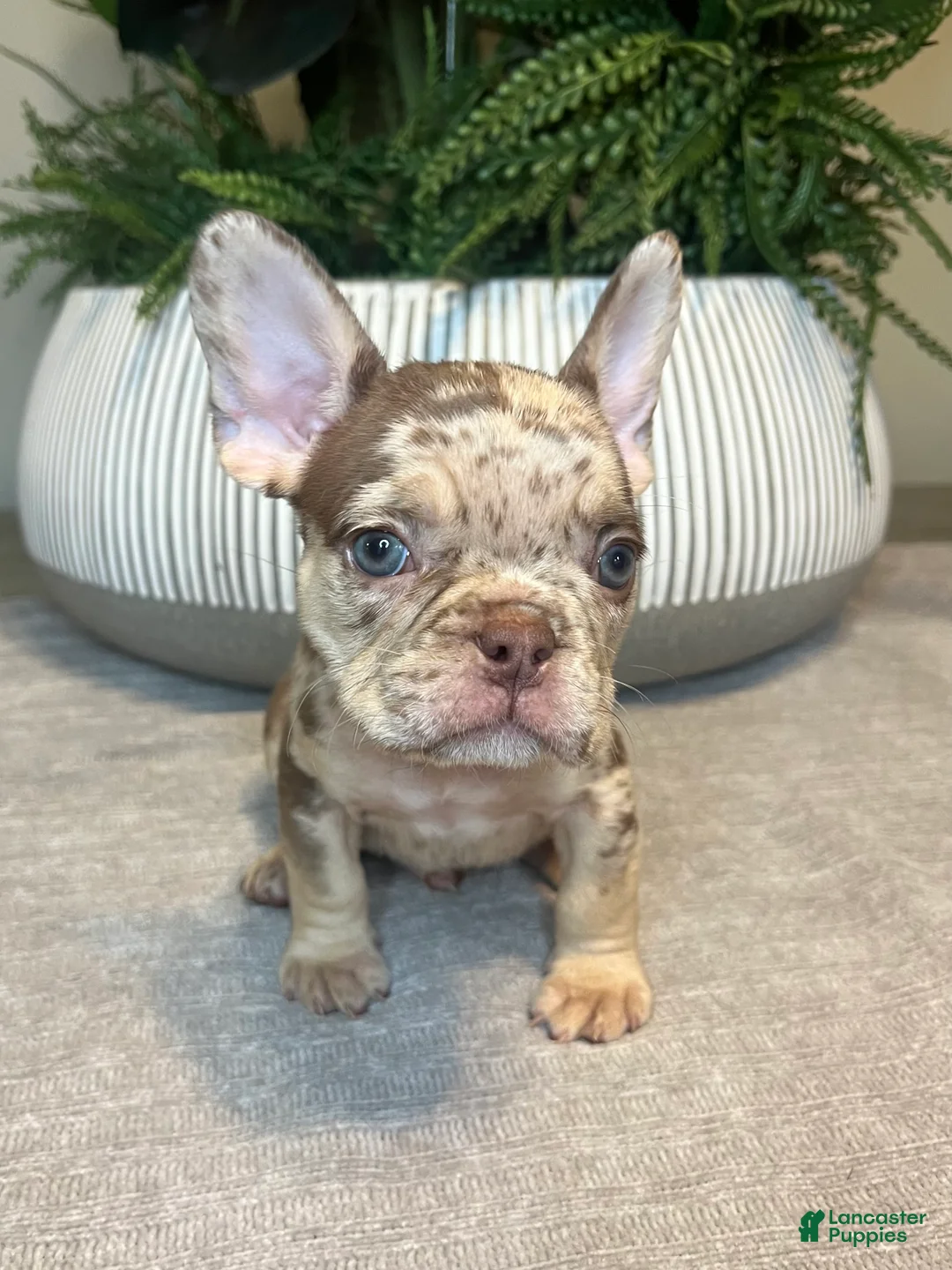 French Bulldog dogs for sale: Buddy - Ad 4