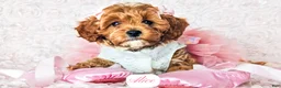 Cavapoo dogs for sale: Alice - Ad 15