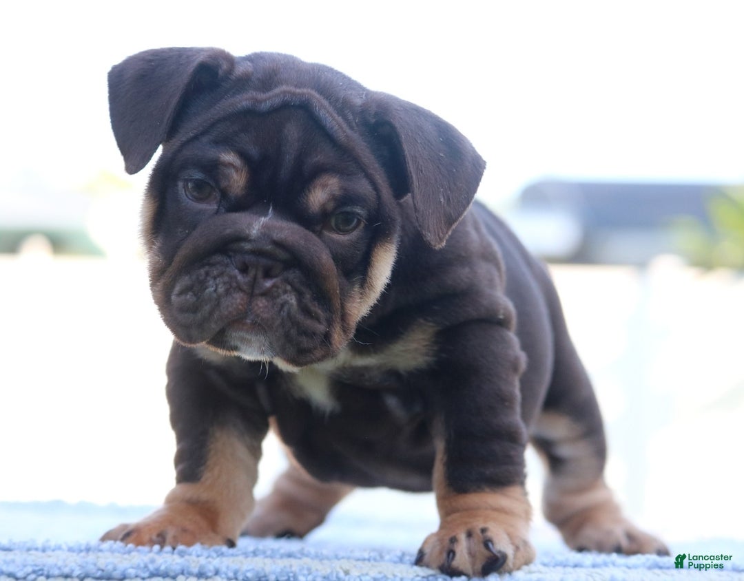 Black And Tan English Bulldogs Black British Bulldog Puppies